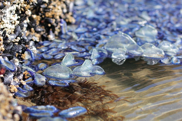  p>帆水母(学名: i>velella velella /i>)是 a href="#">水螅纲 /a>
