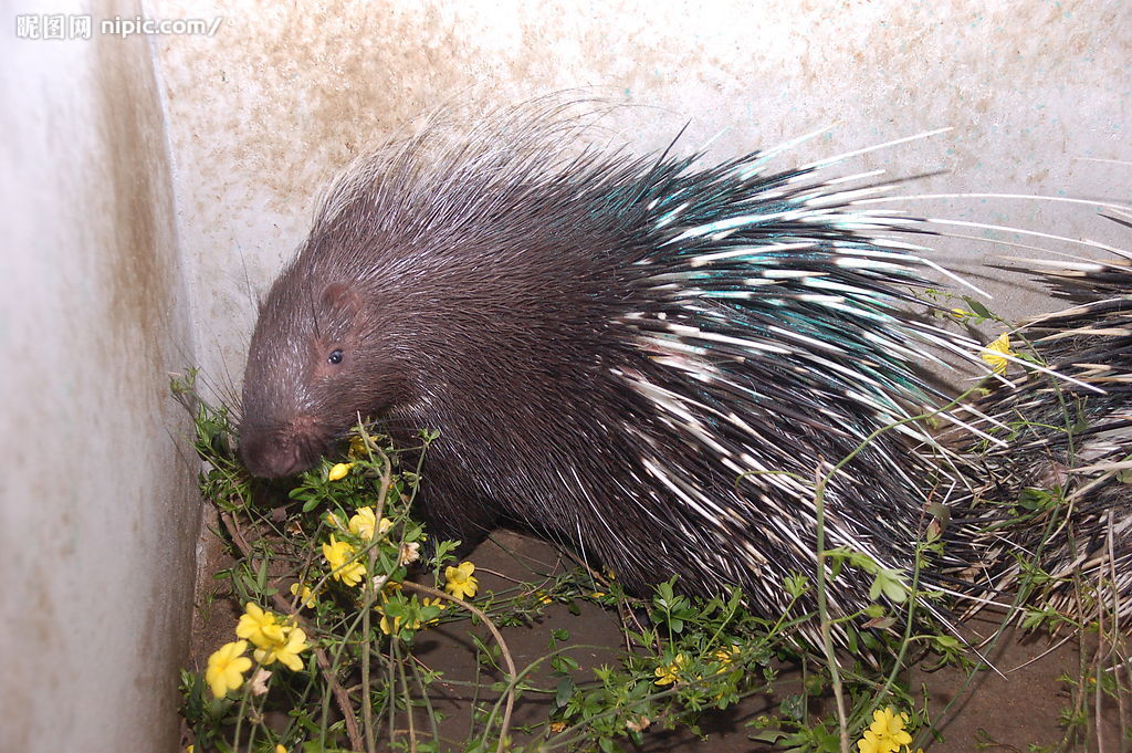  p>云南豪猪(学名:hystrix brachyura yunnanensis)是 a href="#"