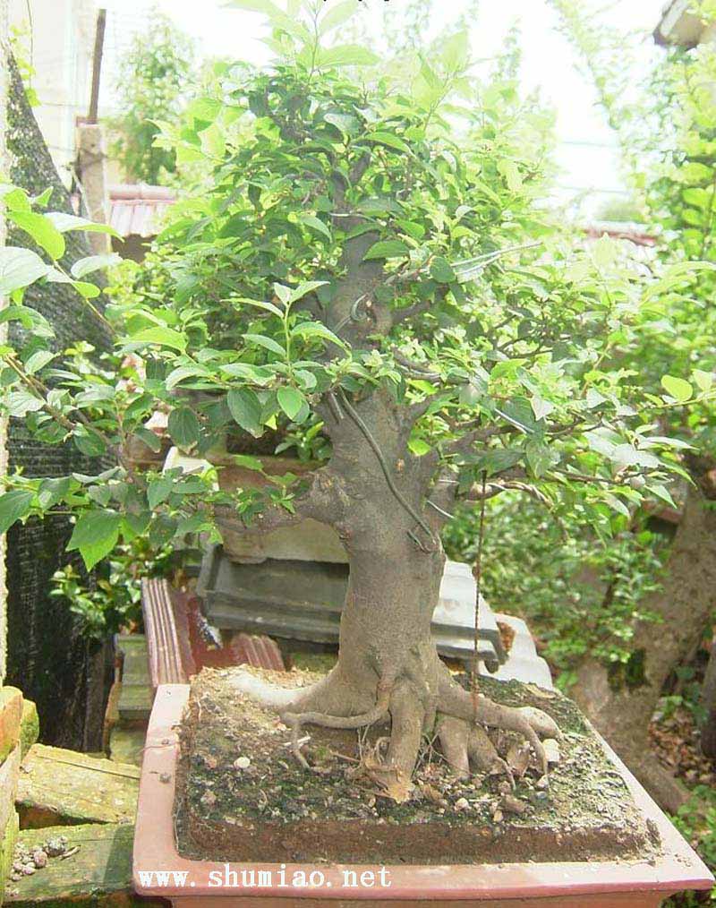  p>榔榆(拉丁学名: i>ulmus parvifolia jacq /i>)别称:小叶榆.