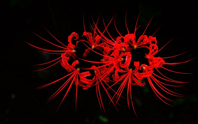 忘川花