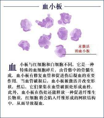 血小板（血液中的有形成分）_百度百科