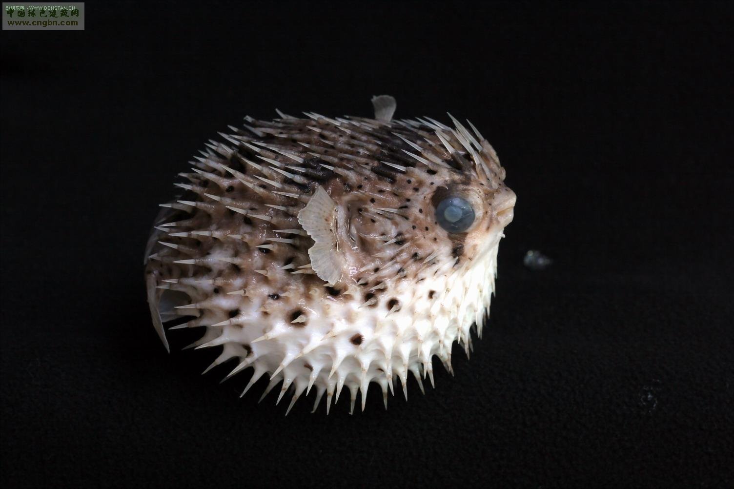  p>刺鲀(diodontidae;porcupinefishes),硬骨鱼纲, a target="_blank"