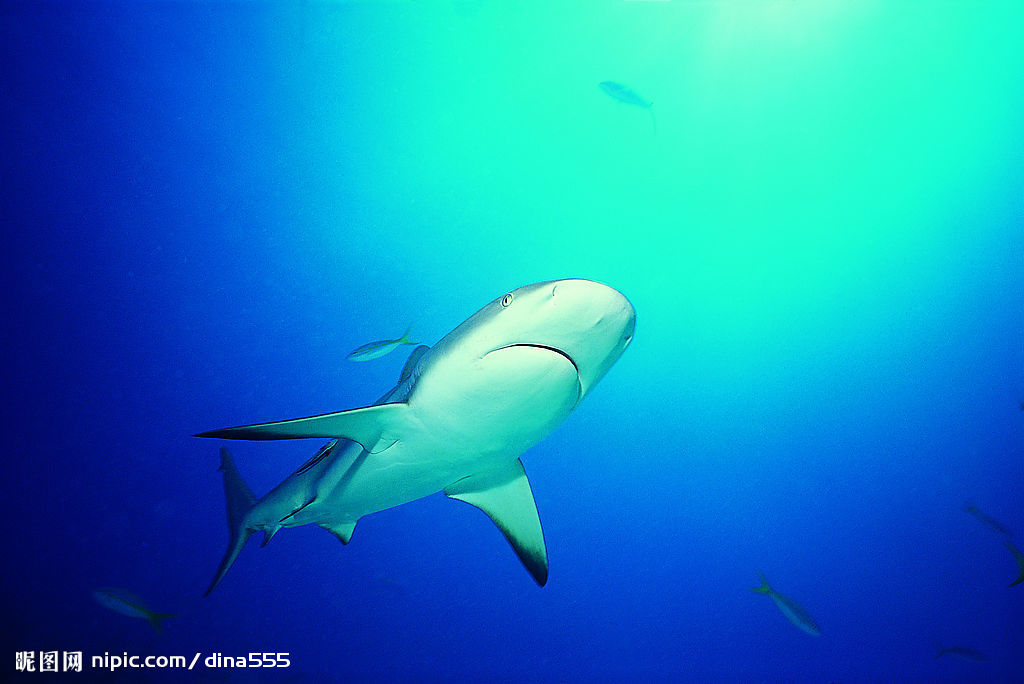 鲨鱼