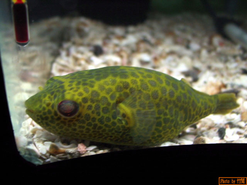 豹纹东方鲀鱼子