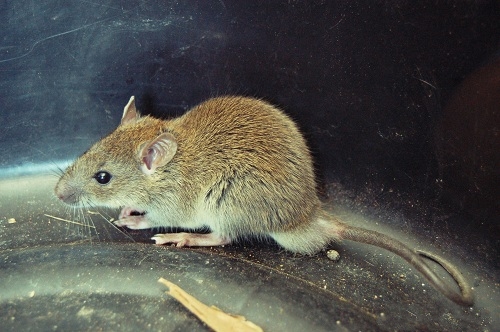  p>黄毛鼠(学名: i>rattus losea /i>),是鼠科,大鼠属的动物.