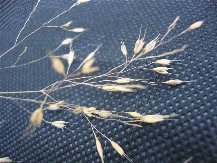  p>鹧鸪草属(eriachne r. br.