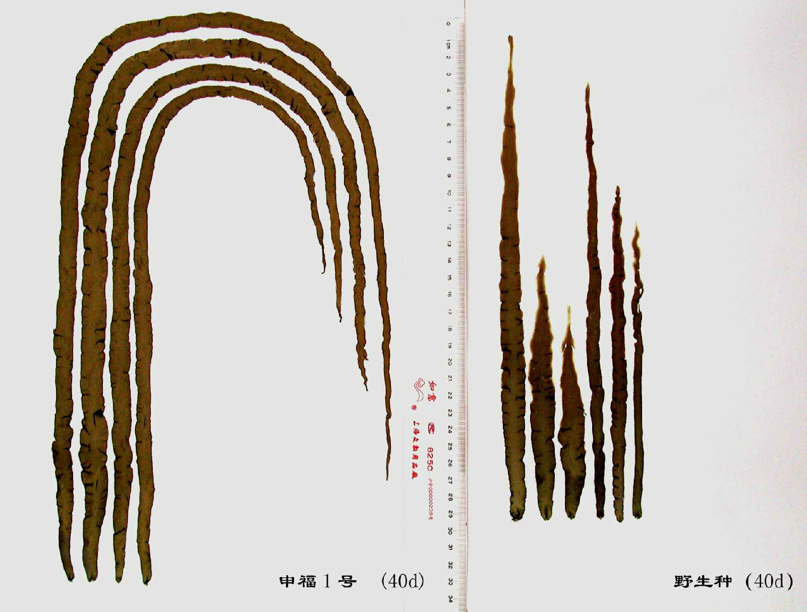  p>坛紫菜"申福1号"是以野生坛紫菜为对象,利用诱变育种,体细胞再生等