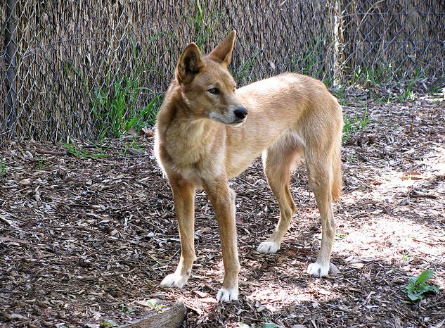  p>澳洲野狗(学名: i>canis lupus dingo /i>):在生物学分类属于 a