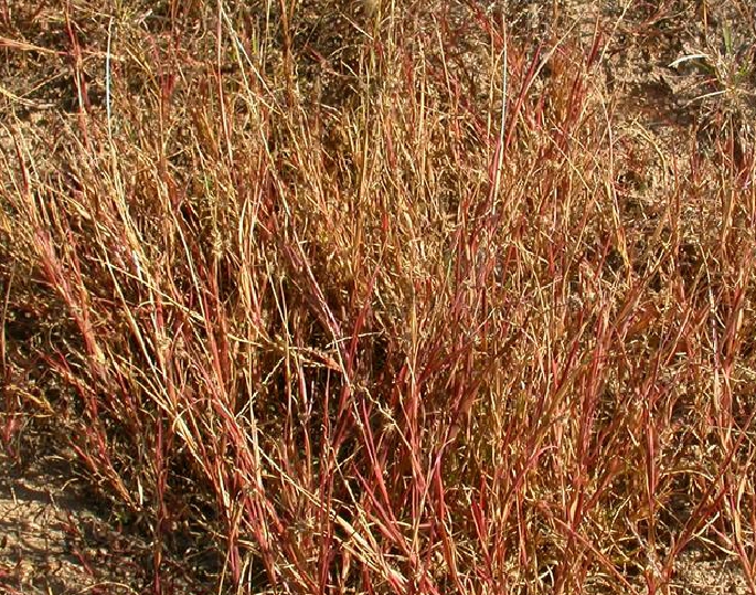  p>少花蒺藜草(学名: i>cenchrus spinifex /i> cav.