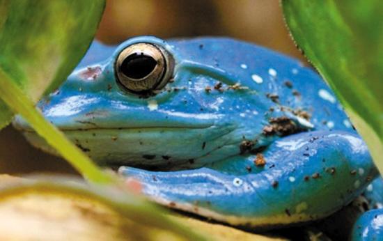蓝色毒镖蛙