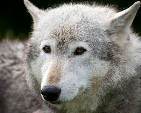  p>加拿大森林狼(学名: i>canis lupus occidentalis /i>):是食肉目