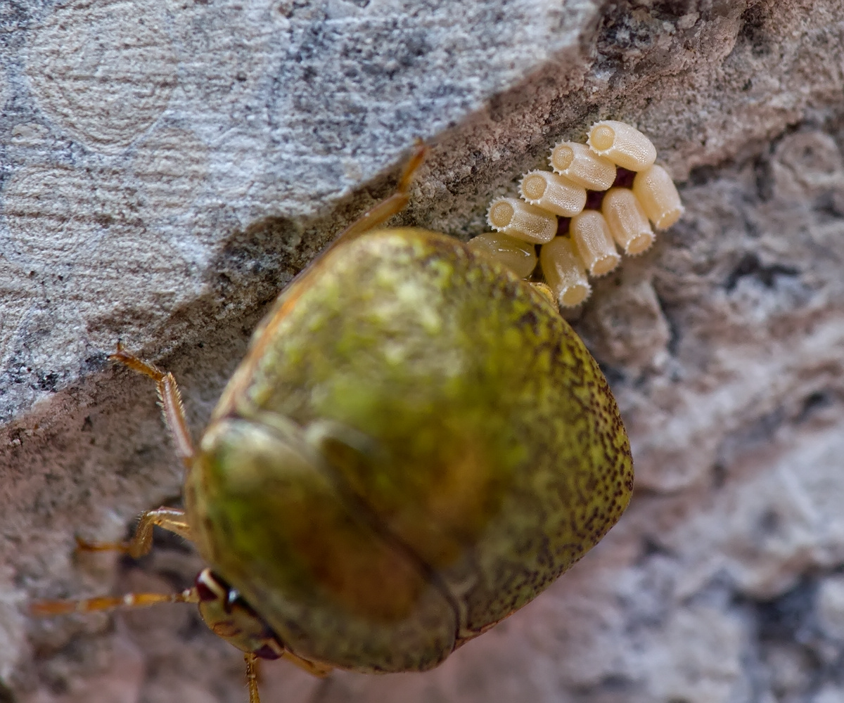  p data-id="go0hjgmvf0">龟蝽科( a target="_blank" href="/item/圆