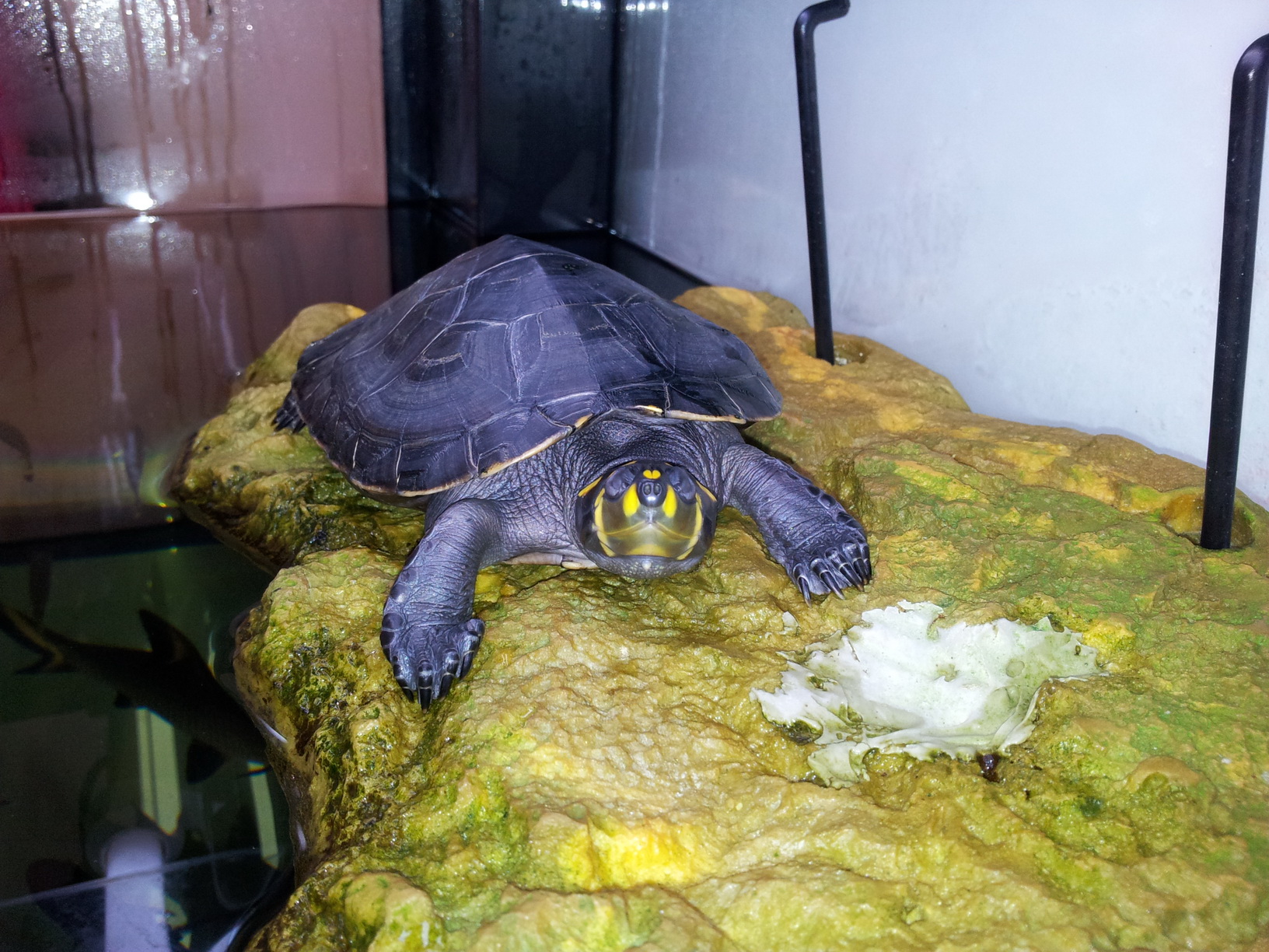  p>黄头侧颈龟(学名: i>podocnemis unifilis /i>)是侧颈龟科,南美侧