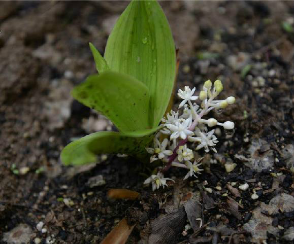  p>白穗花,(拉丁学名: i>speirantha gardenii /i> (hook.) baill.