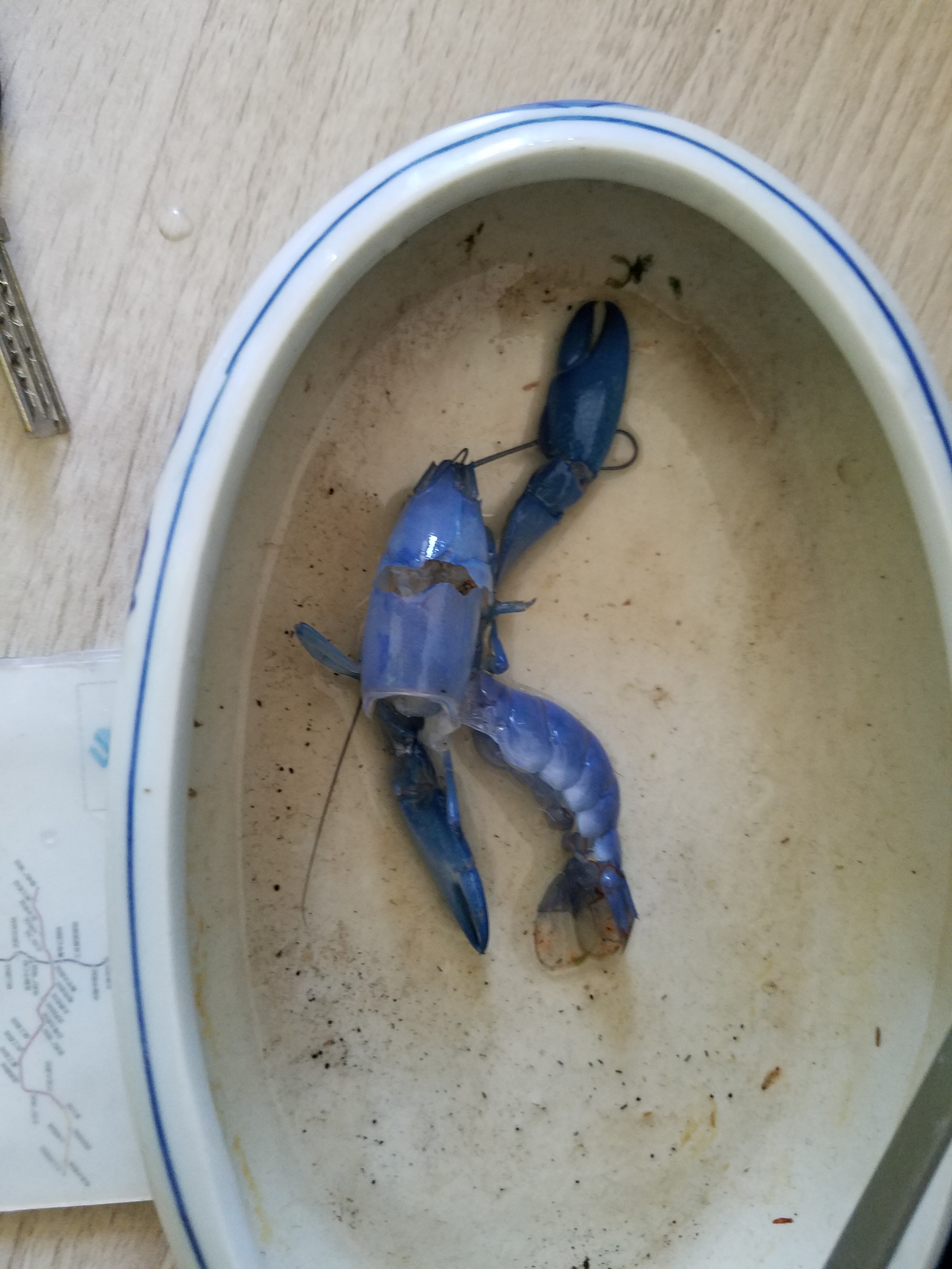  p>蓝魔虾一词,最早是定位佛罗里达的蓝色型美国螯虾,后来是进口商对