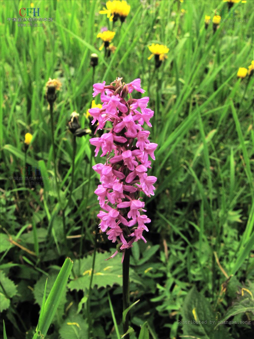 单子叶植物纲,兰科手参属地生草本植物,植株可达