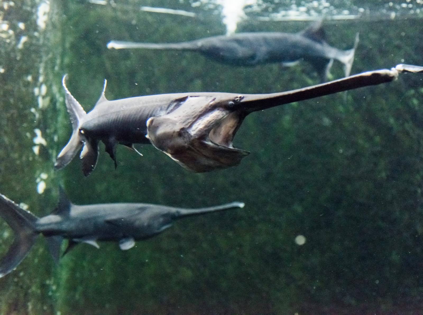  p>长吻鲟(学名: i>polyodon spathula /i>)是长吻鲟科,长吻鲟属鱼类.