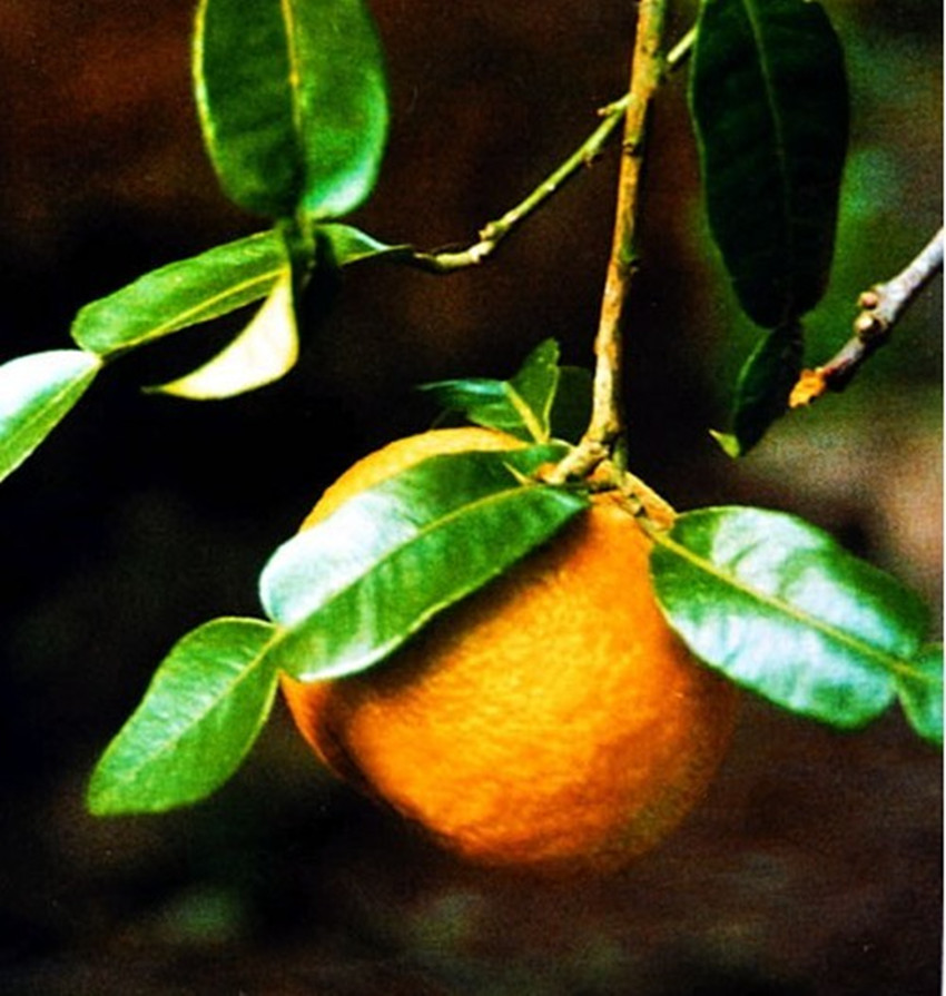  p>富民枳(学名: i>poncirus polyandra /i> s. q. ding et al.