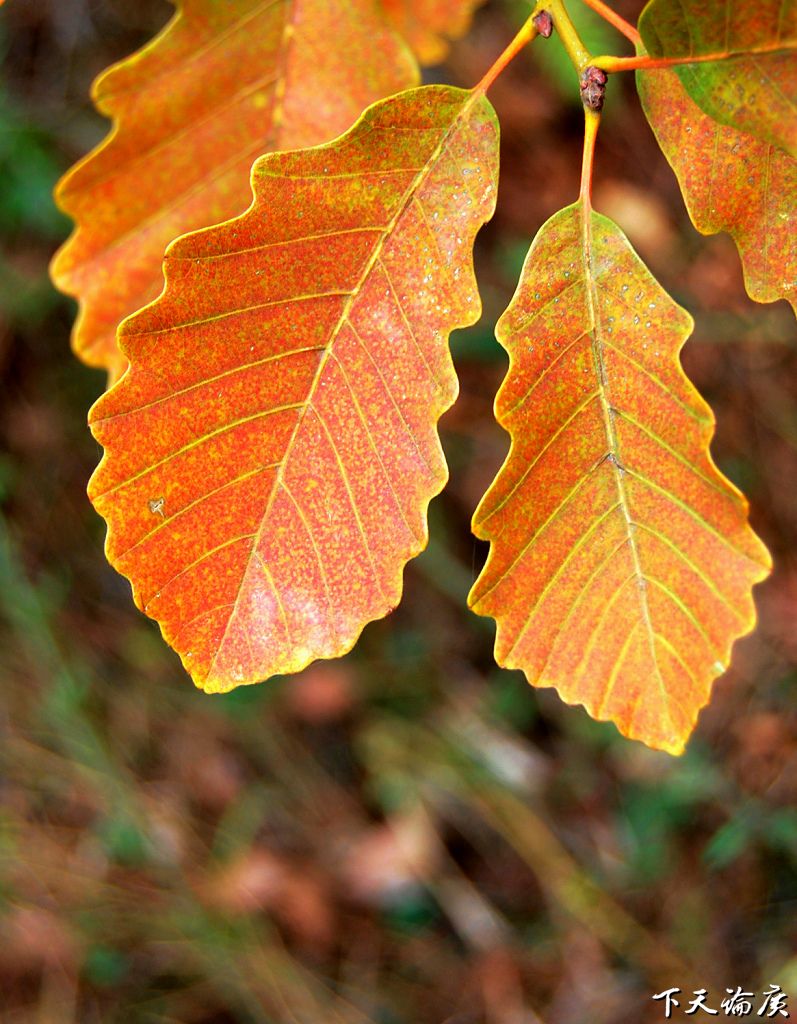  p>阔叶林:由 b> a target="_blank" href="/item/阔叶树">阔叶树 /a>