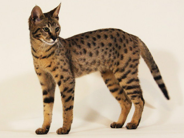 serval /i>),英文名称savannah cat,所以又译作" a href="#">萨凡纳猫
