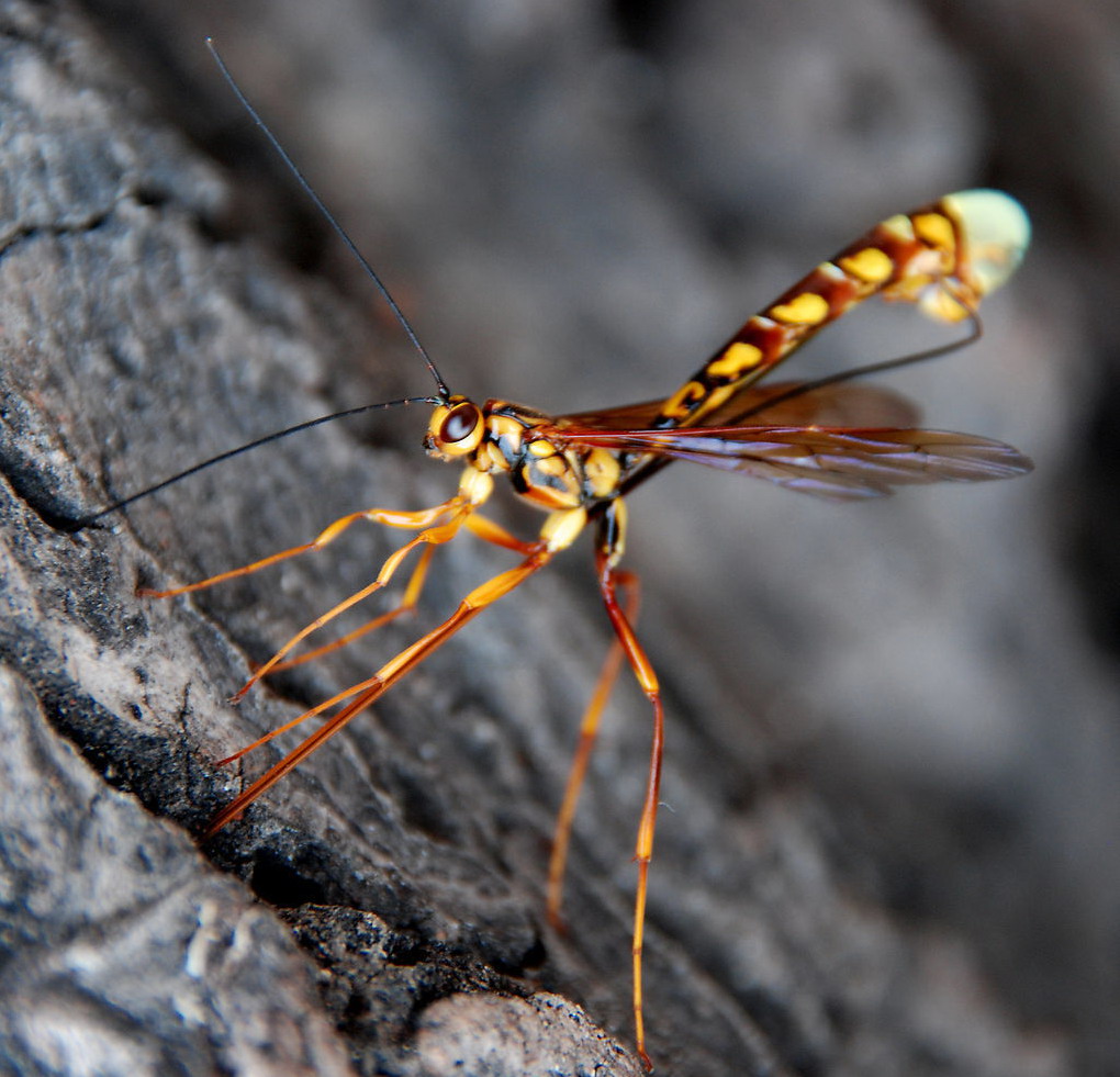 一种生长在草原上的蚊科 a target="_blank" href="/item/昆虫/30467"