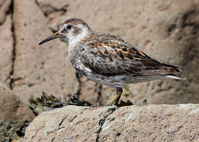  p>岩滨鹬(学名: i>calidris ptilocnemis /i>):是鸻形目,鹬科滨鹬属