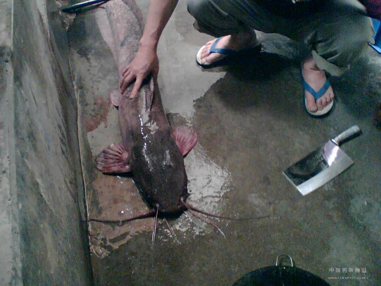 p> b>埃及胡子鲶,又名革胡子鲶,埃及塘鲺.