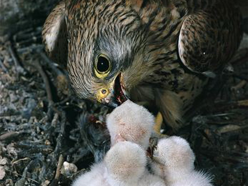 falco tinnunculus linnaeus