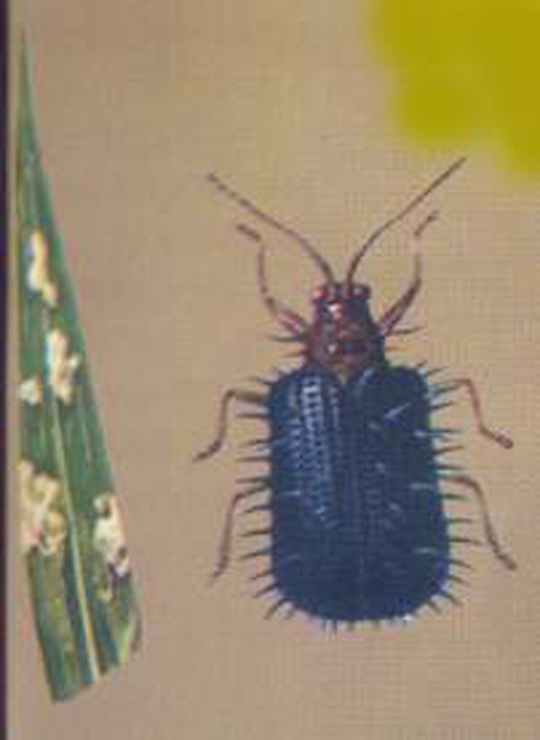 dactylispa setifera (chapuis)