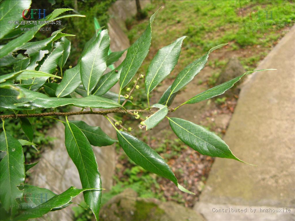  p>细叶青冈,(cyclobalanopsis myrsinaefolia (blume) oerst.).