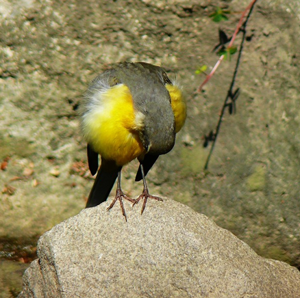  p>黄鹡鸰(学名: i>motacilla flava /i>) 体型大小和 a target="