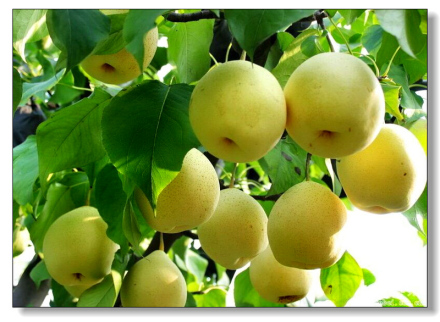 河北赵县雪花梨