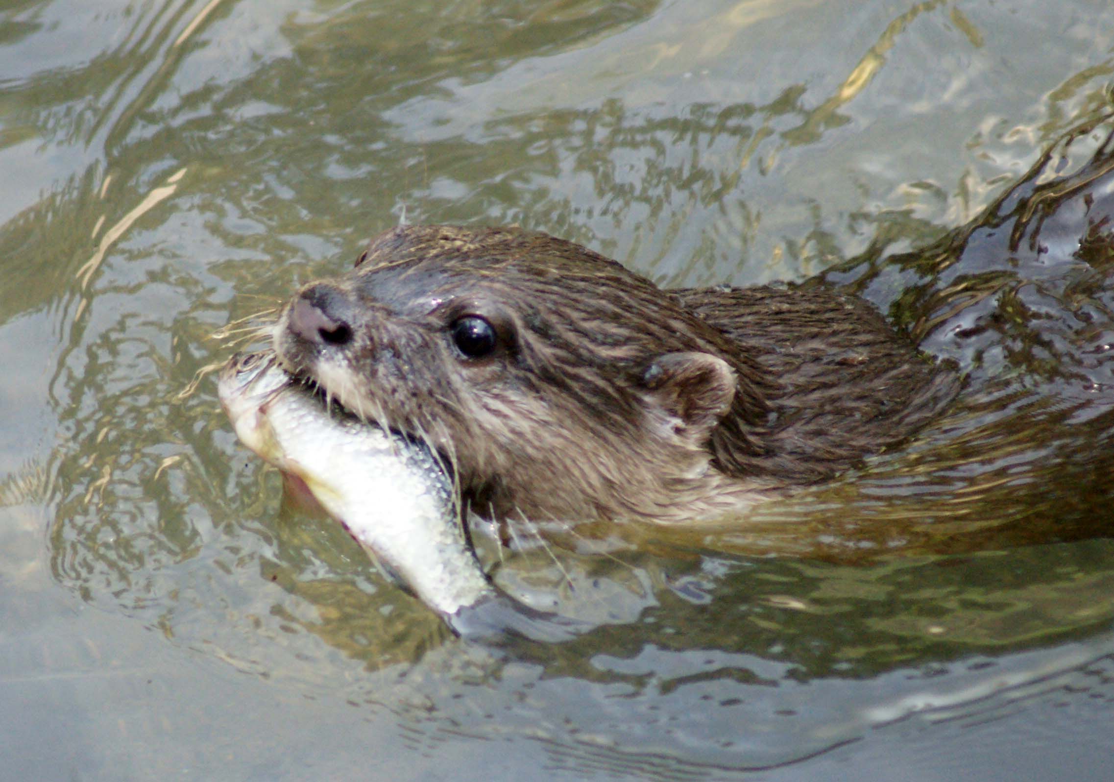  p>智利水獭,学名:lontraprovocax半水栖动物.