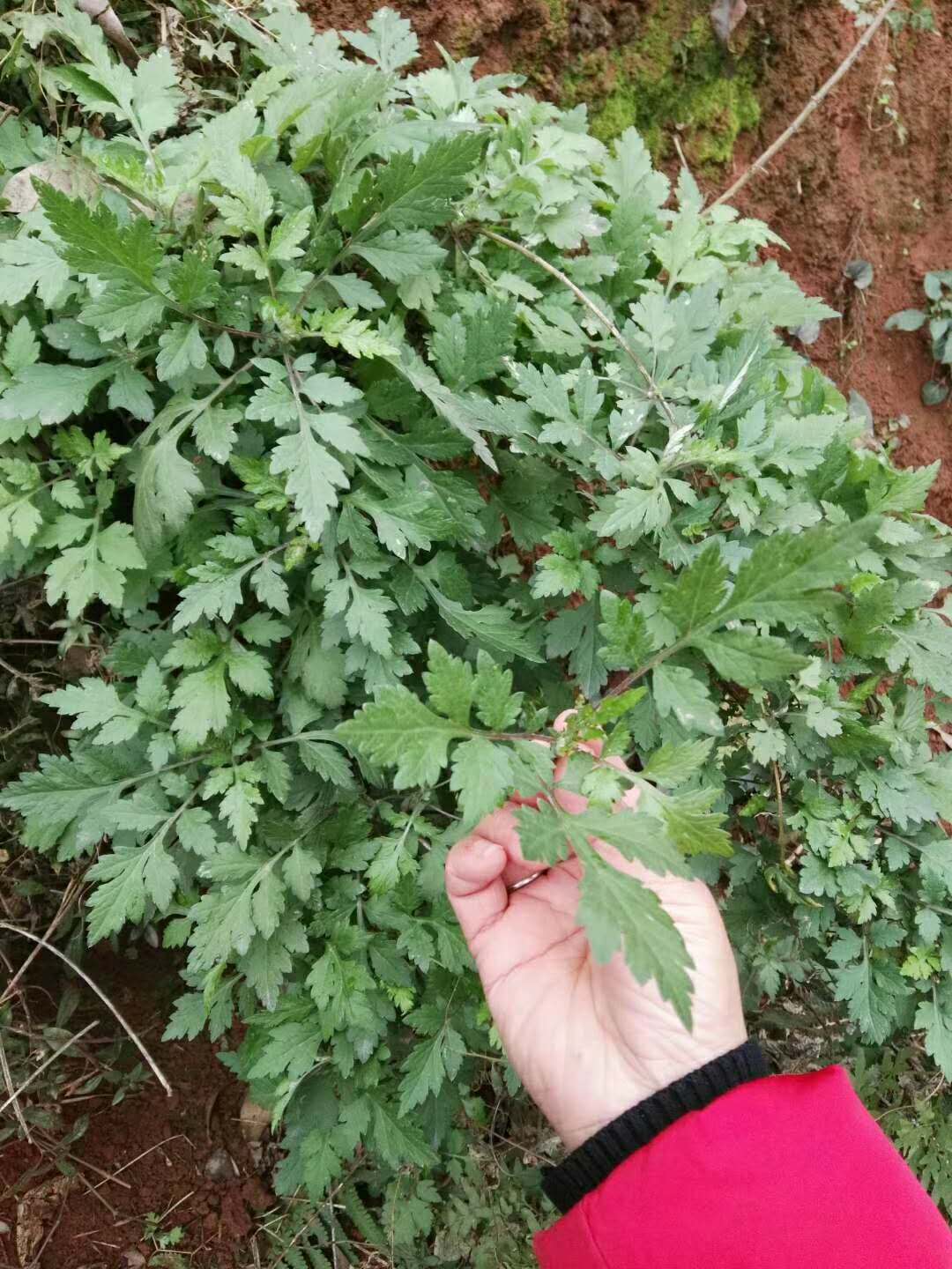 宜宾蒿蒿粑,宜宾燃面_大山谷图库
