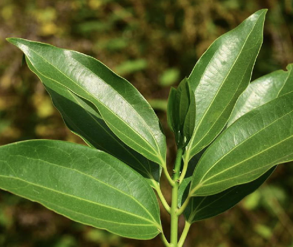  p>兰屿肉桂(学名: i>cinnamomum kotoense /i> kanehira et sasaki)