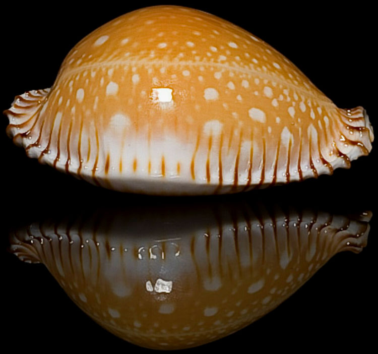 菲律宾金星宝螺