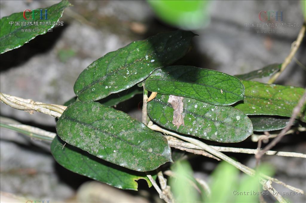  p>毛球兰(拉丁学名: i>hoya villosa /i> cost.