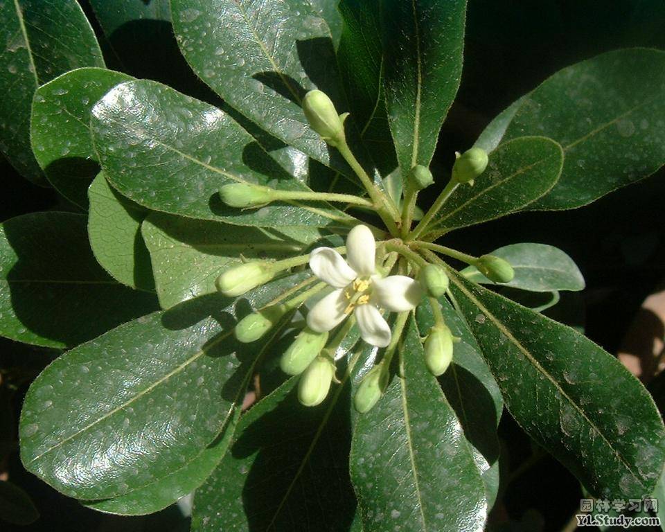  p>薄片海桐,是 a href="#" data-lemmaid="2440998">海桐花科 /a>