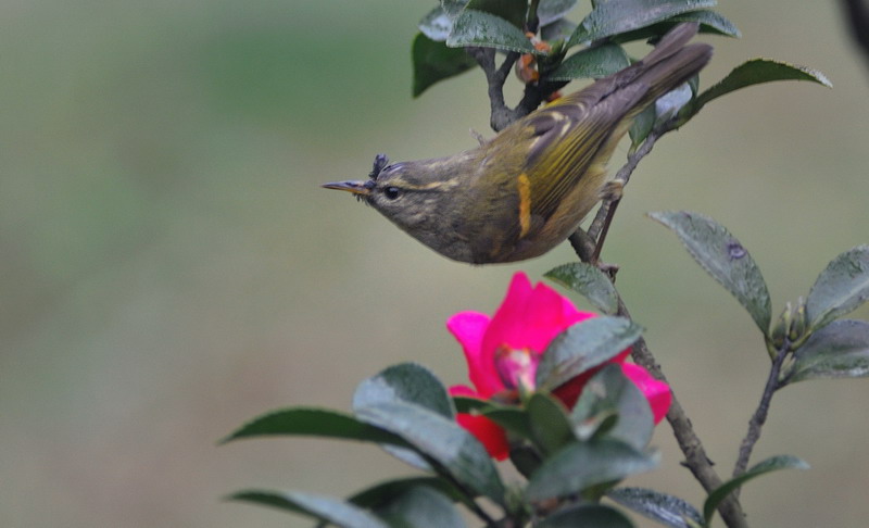 orange-barred willow warbler