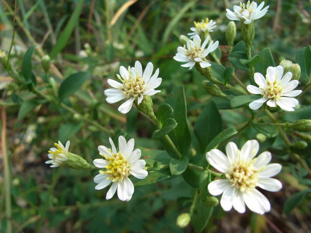  /i>)为 a data-lemmaid="6759545">桔梗目 /a>菊科紫菀属的植物