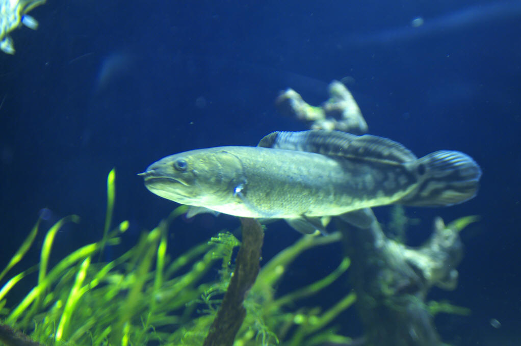  p>弓鳍鱼目 amiiformes a href="#" data-lemmaid="6734187">分类