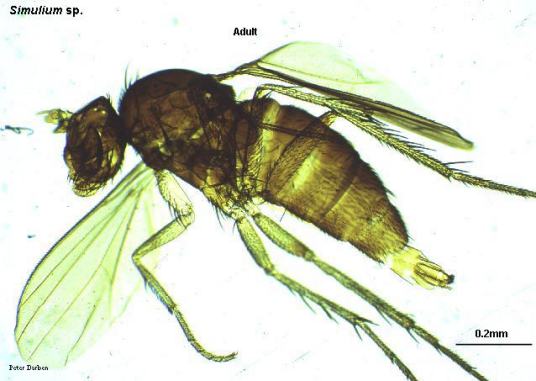 蚋 吸血蝇类总称 百度百科