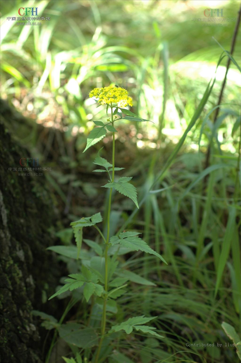  p>败酱属( a target="_blank" href="/item/学名/8074290" data