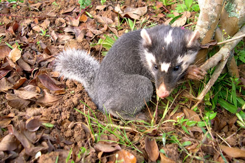 yellow-bellied weasel