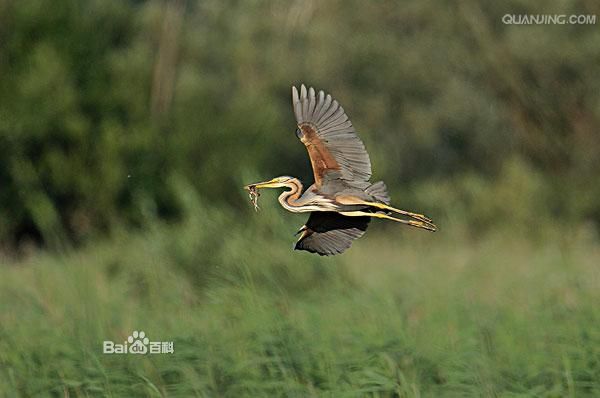 p>草鹭(学名: i>ardea purpurea /i>)是大,中型涉禽,体形呈纺锤形
