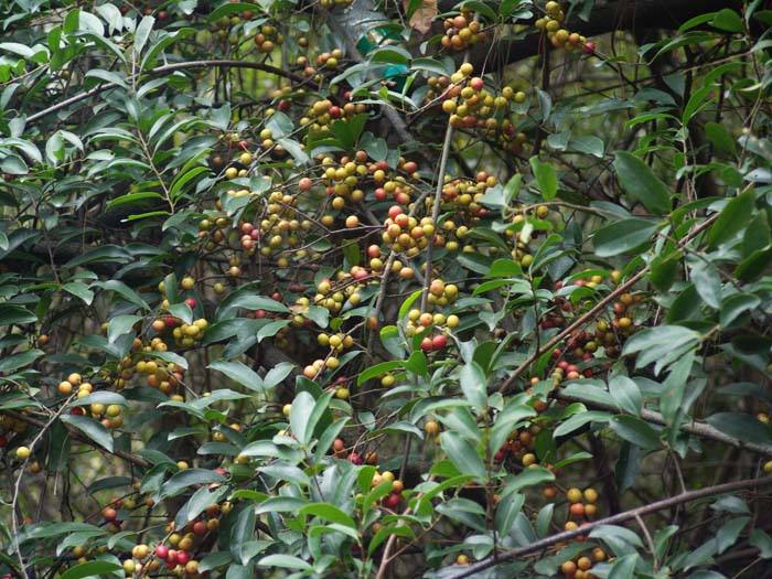  p>肉果酸藤子( a target="_blank" href="/item/学名/8074290" data