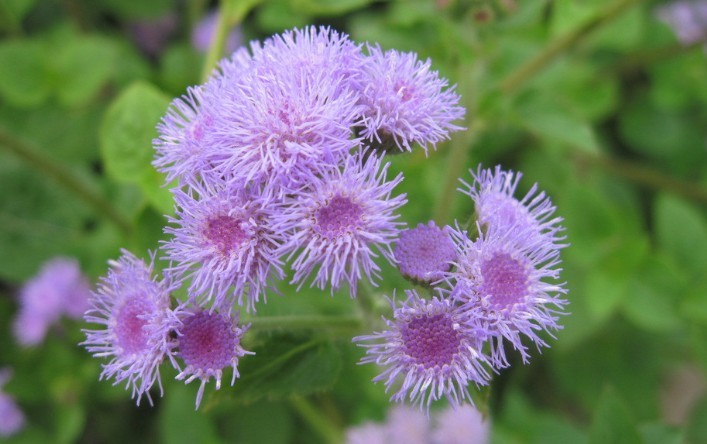  p>骨端旁又名狗仔花, a target="_blank" href="/item/咸虾花/993467