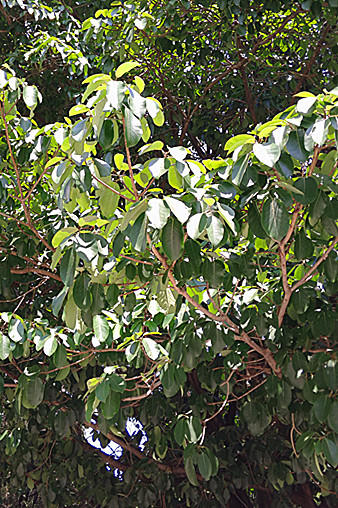 大青树又名高山榕,大叶榕,高榕,高25—30米,胸径达1.