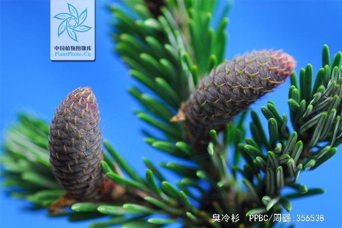  p>臭冷杉(拉丁学名: b>abies /b>  b>nephrolepis /b> (trautv.