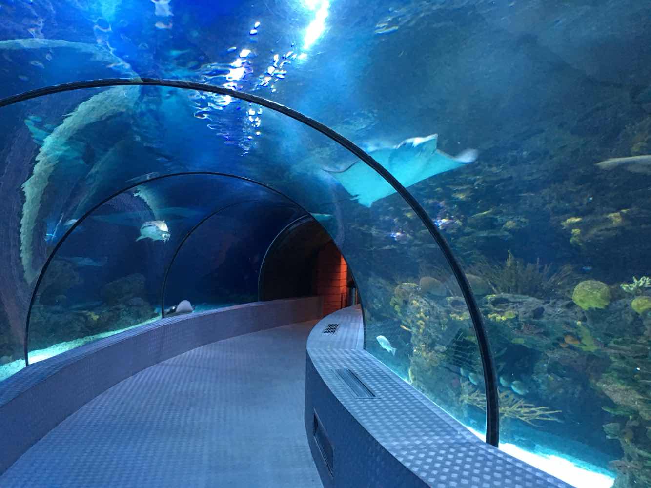 长风海洋世界(长风海洋世界和上海海洋水族馆哪个好)